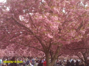 My favorite cherry trees at Brooklyn Botanic Garden